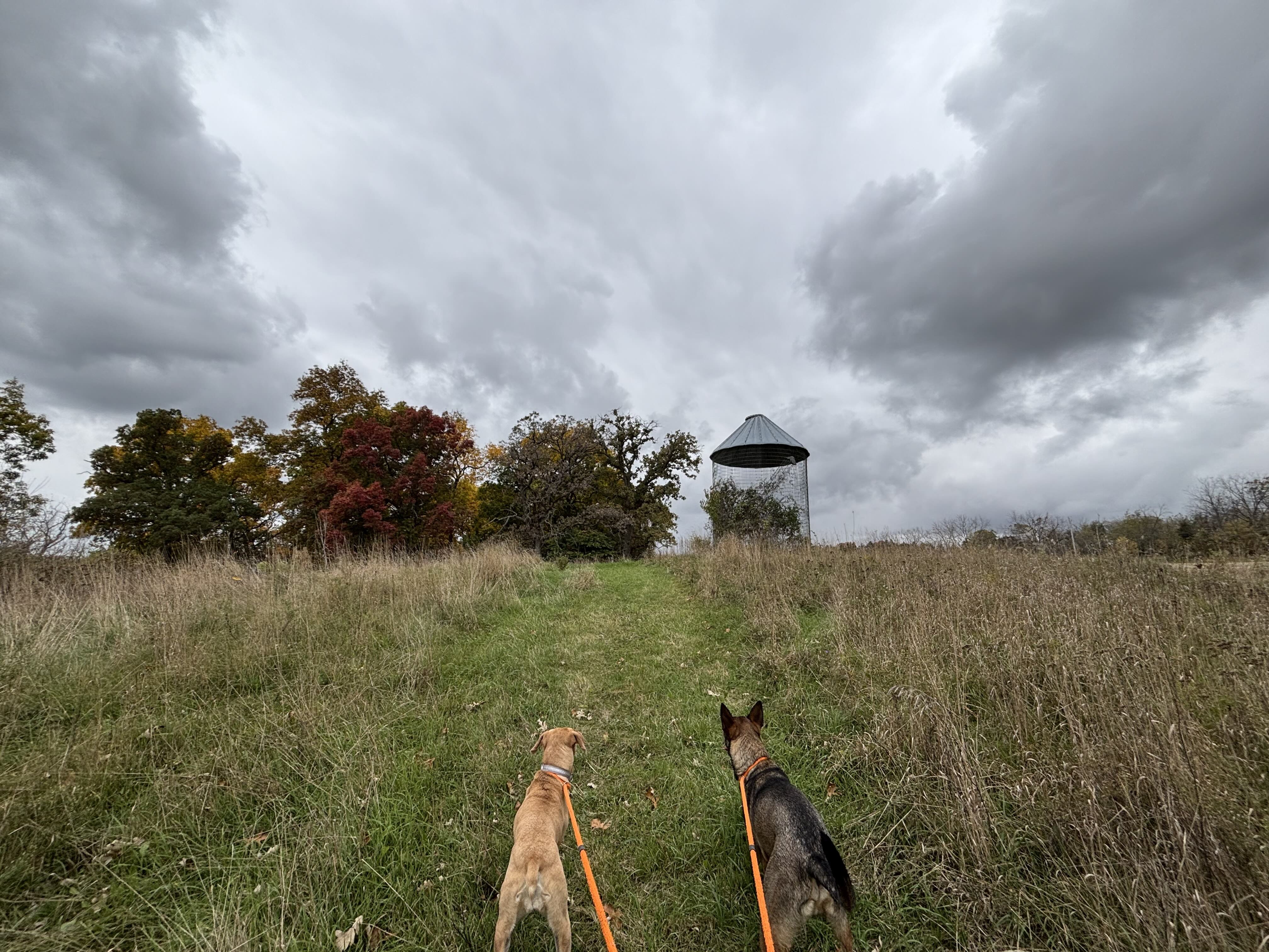 Walking two dogs up the Corn Crib Path