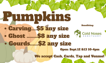 Pumplins for sale!