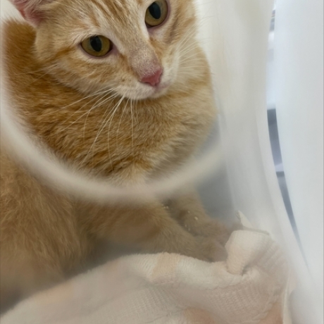 Carmel (picture from adoption photo)