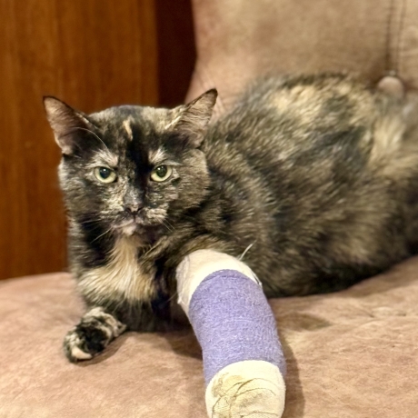 Carmel Corn Post Surgical Repair of Leg