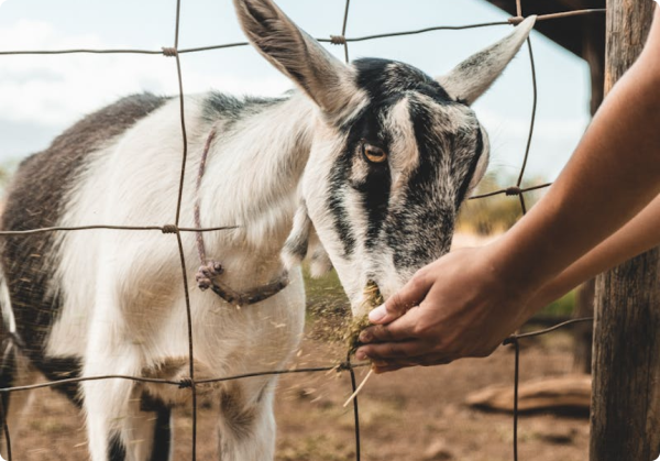 feeding goat